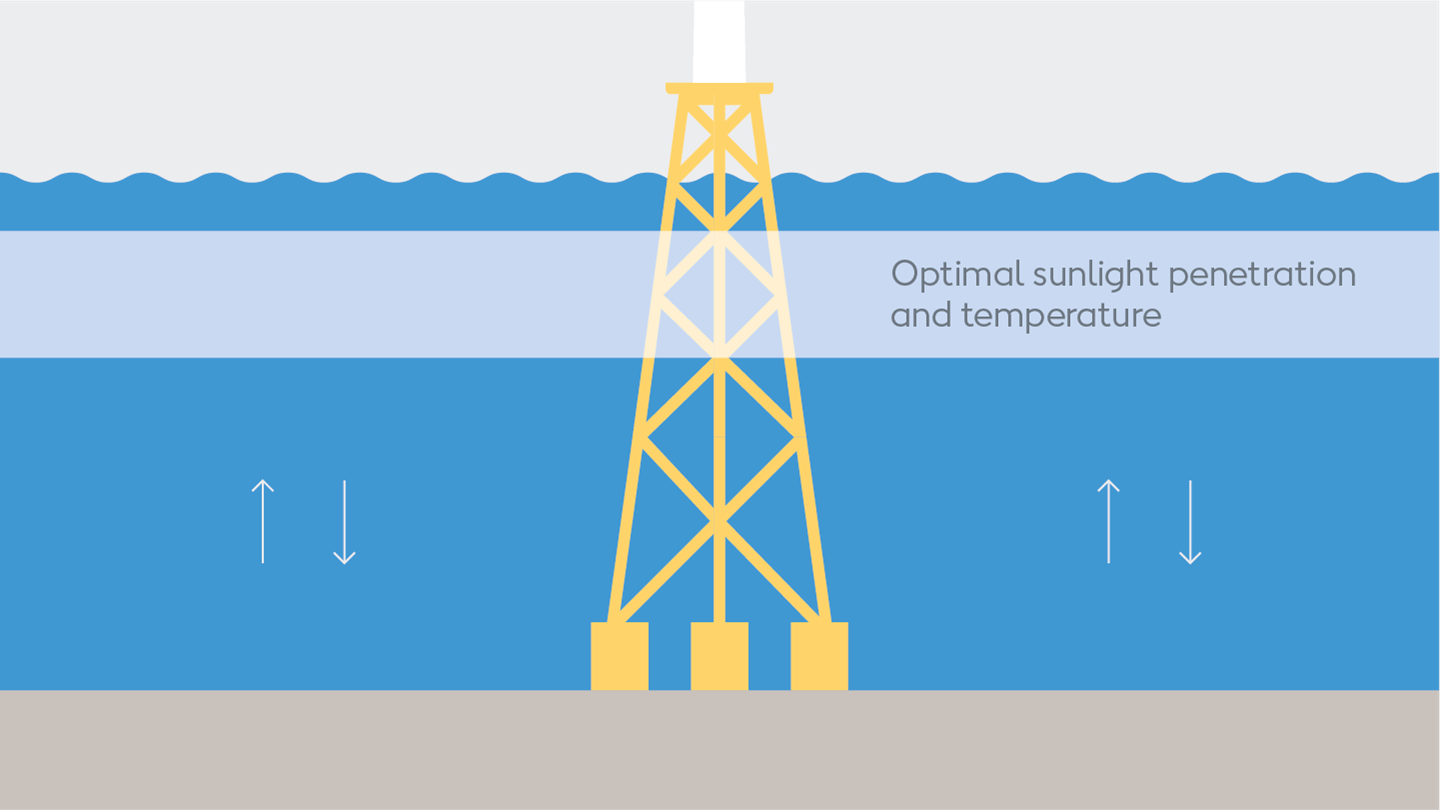 1503 Orsted proyecto ReCoral 3