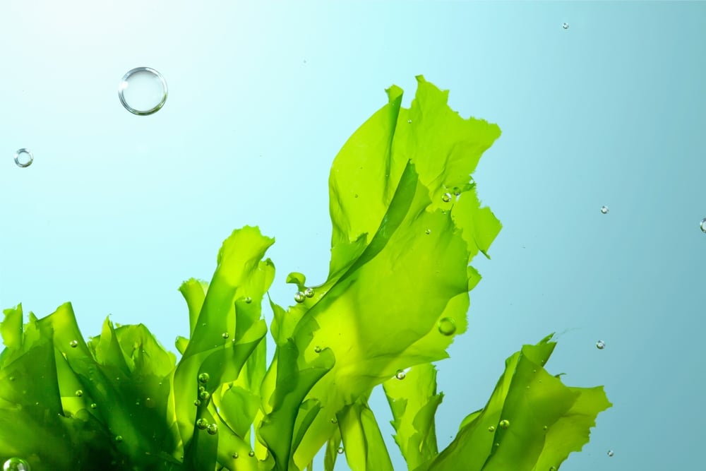 1944 USACH macroalga marina Ulva shutterstock 2