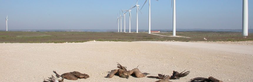  Impact of wind energy on wild birds