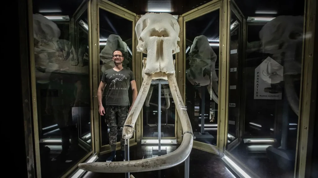 Man next to woolly mammoth bones