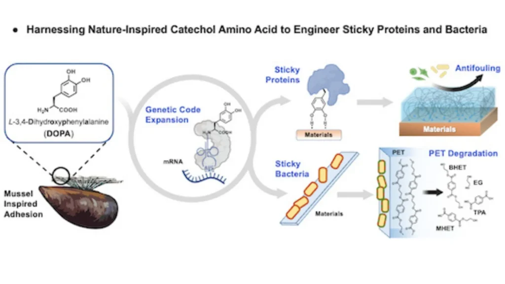 Design of sticky bacteria and proteins