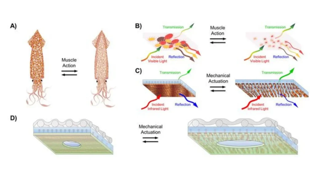 California researchers create a squid-inspired fabric that regulates temperature