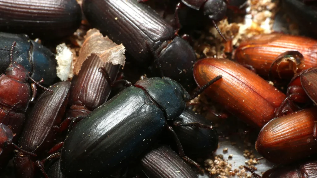 Alphitobius diaperinus