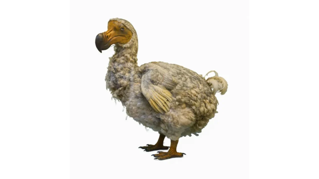 El mamut lanudo y el dodo estan cada vez mas cerca de ser resucitado