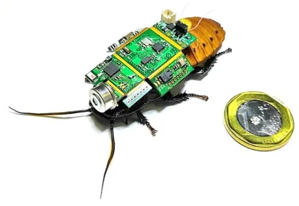 Cucaracha cyborg como ayuda en el monitoreo ambiental