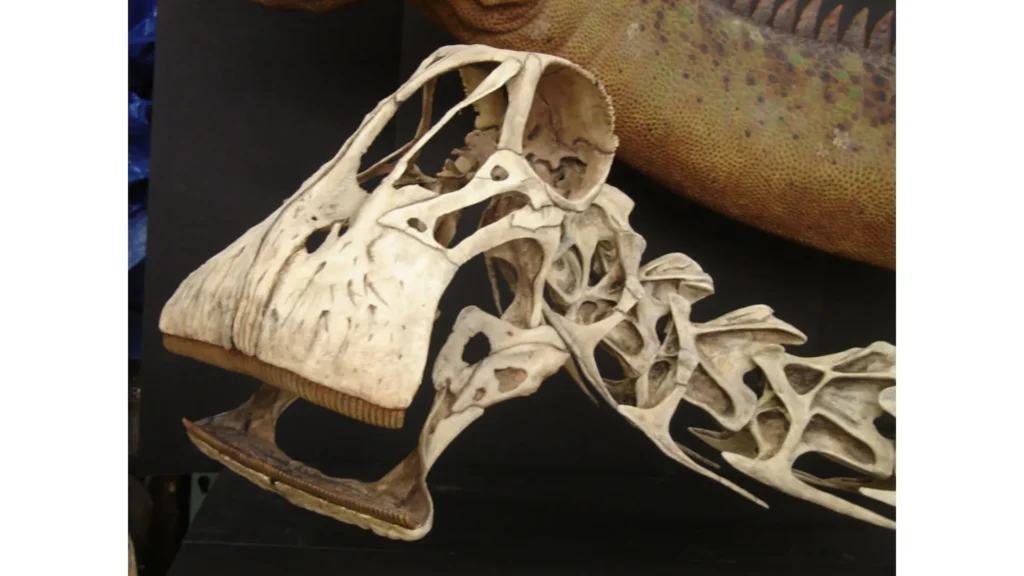 Cabeza del dinosaurio con 500 dientes