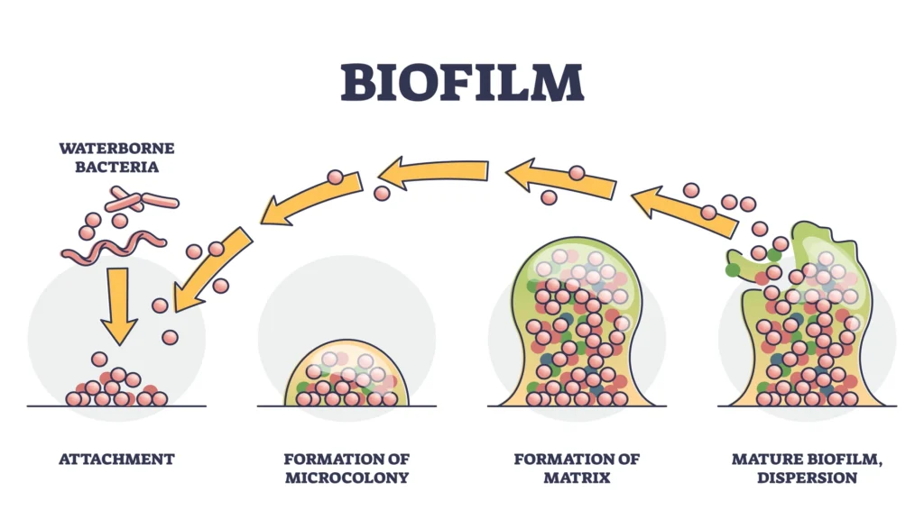 Corrosión Inducida Microbiológicamente por biopelículas