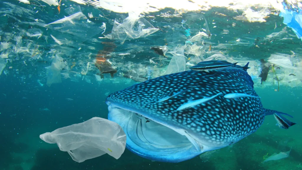 Tiburón ballena nadando en aguas contaminadas con plásticos, ilustrando el impacto ambiental de nanoplásticos marinos.