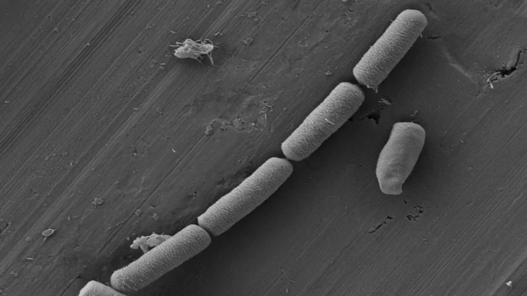 Imagen de microscopio electrónico que muestra bacterias Shewanella oneidensis con forma alargada y superficie rugosa, utilizadas en el desarrollo de cemento vivo capaz de almacenar energía eléctrica.